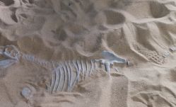 -恐龙探索乐园(磁器口店)