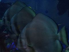 景观位-迪拜帆船酒店海底餐厅