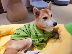 -逗柴咖啡屋·狗咖猫咖宠物桌游