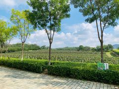 -北京张裕爱斐堡酒庄