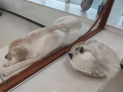 -共舞时光猫咖·狗咖(新街口店)
