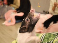 -浣熊柯尔鸭土拨鼠·电玩咖