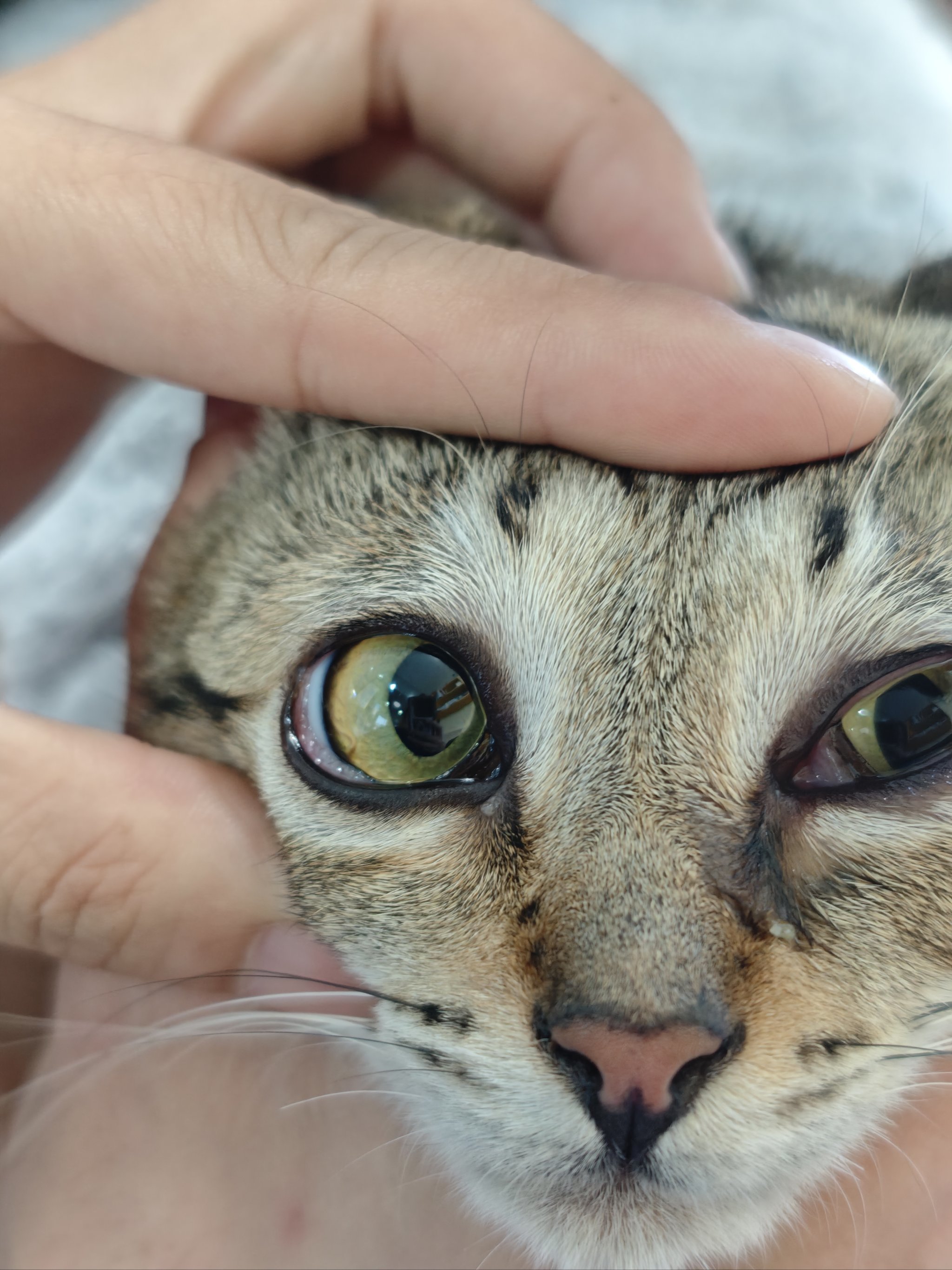 猫咪结膜炎真的会要命!