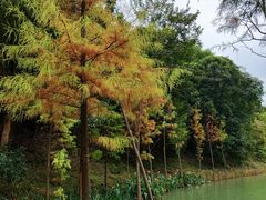 -广州白江湖森林公园