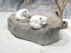 -海合安青岛极地海洋公园