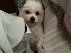 -关爱动物医院·心脏·中兽医·异宠(金牛路分院)