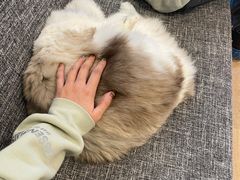 -南京Hallo宠物乐园·哈罗犬舍·柴犬繁育基地