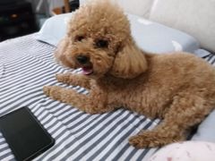 -宠福鑫康馨动物医院·骨科·眼科