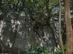 -三亚亚龙湾人间天堂鸟巢度假村