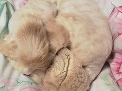 -中农国际动物医院24小时·猫科·骨科·急重症中心