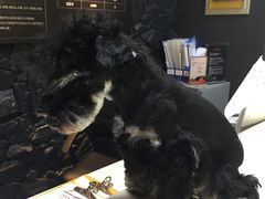 -八公叔叔宠物美容连锁(春申店)