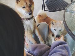 -柴犬高等学院·狗咖·柴犬售卖·宠物训练