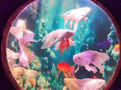 -秦皇岛新澳海底世界