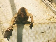 -北京鹿世界主题园