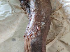 -上海牛羊肉公司塘沽路清真门市部