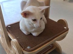 -飞行喵MR PILOT|猫舍·猫咖(静安大融城店)
