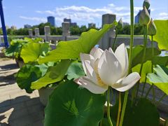 -莲花池公园