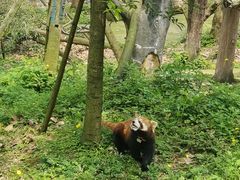 -都江堰中华大熊猫苑