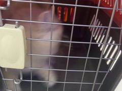 -小猫来了·猫咪专售(红山六九七九店)