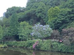 -重庆彩云湖湿地公园