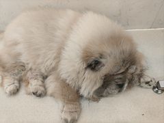 -共舞时光猫咖·狗咖(新街口店)