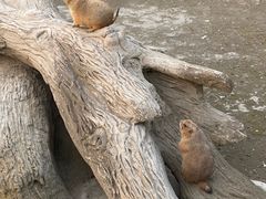 -合肥野生动物园