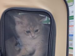 -爱妮康宠物医院·干细胞免疫细胞·肿瘤·心脏(张江店)