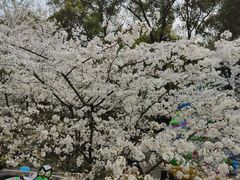 -南山植物园