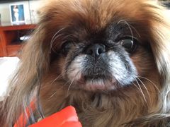 -pd派德宠物中心医院24H急重症·眼科中心·血液透析中心(嵩山北路店)