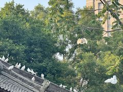 -西安大兴善寺