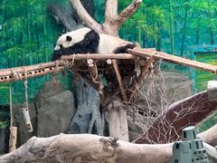 -灵玲国际马戏城