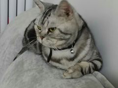 -A猫a狗全科·犬猫异宠·芥西宠物医院(南开总院)