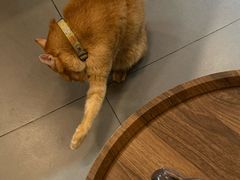 -Again Coffee Roaster(香蜜湖店)