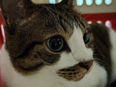 -御宝贝·A梦猫科宠物医院(国际猫友好医院)