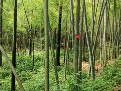 -天花井景区