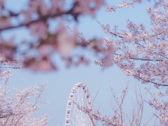 -顾村公园