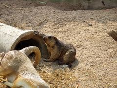 -泉州海丝野生动物世界