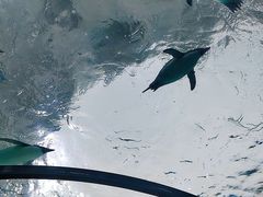 -珠海长隆海洋王国