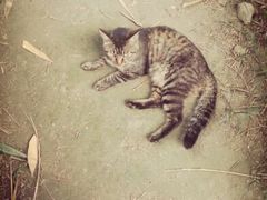 android_upload_pic-望江楼公园