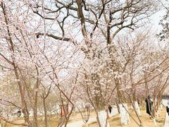 -桃花堤公园