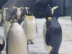 -珠海长隆海洋王国
