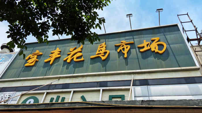 宝丰花鸟市场卜蜂莲花店