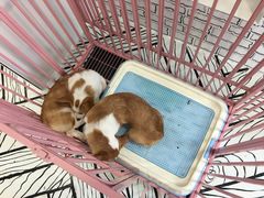 -白夜2D咖啡馆