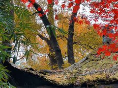 -岳麓山风景名胜区