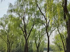 -西安浐灞国家湿地公园