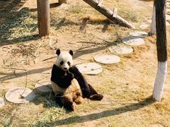 -西霞口神雕山野生动物世界