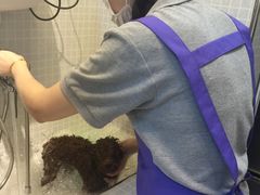 -PETKIT 小佩宠物·低压洗护·美容·寄养(安远店)