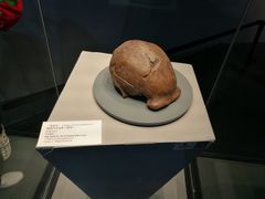 -北京周口店北京人遗址博物馆