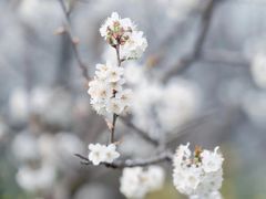 -成都蒲江花样年福朋喜来登度假酒店·宜客乐西餐厅