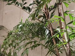 -大头椰·椰子鸡火锅(南宁万象城店)